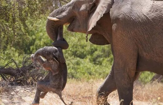 فیل مادر جنازه بچه‌اش را با خود این سو و آن سو می‌برد / عکس