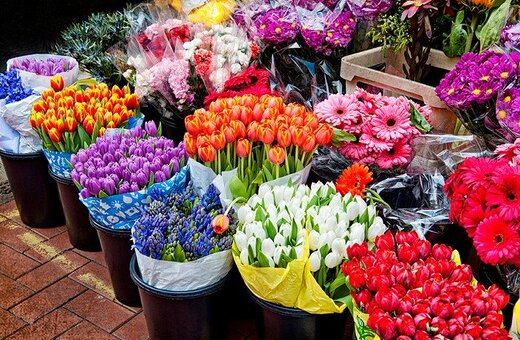 رییس اتحادیه گل و گیاه خبر داد: تعطیلی نیمی از فروش آنلاین گل با محدودیت‌های اینترنتی