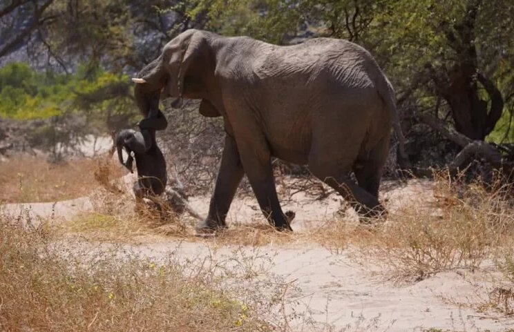 تصویر فیلی که جنازه بچه‌اش را زمین نمی‌گذارد