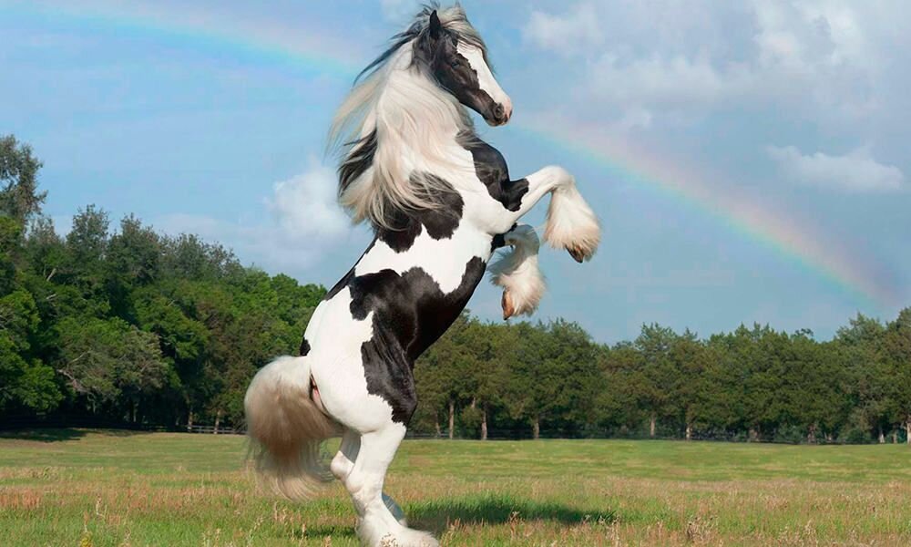 عکس | با اعجابانگیزترین نژادهای اسب آشنا شوید! 5