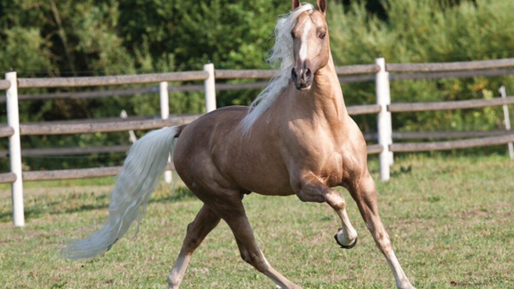 عکس | با اعجابانگیزترین نژادهای اسب آشنا شوید! 6