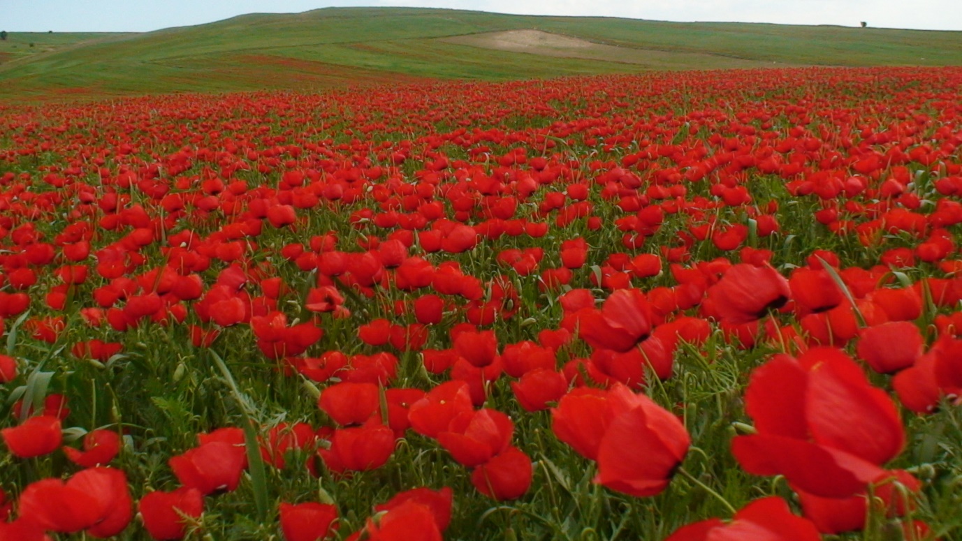 سفر به دشت شقایق‌های کالپوش رشت