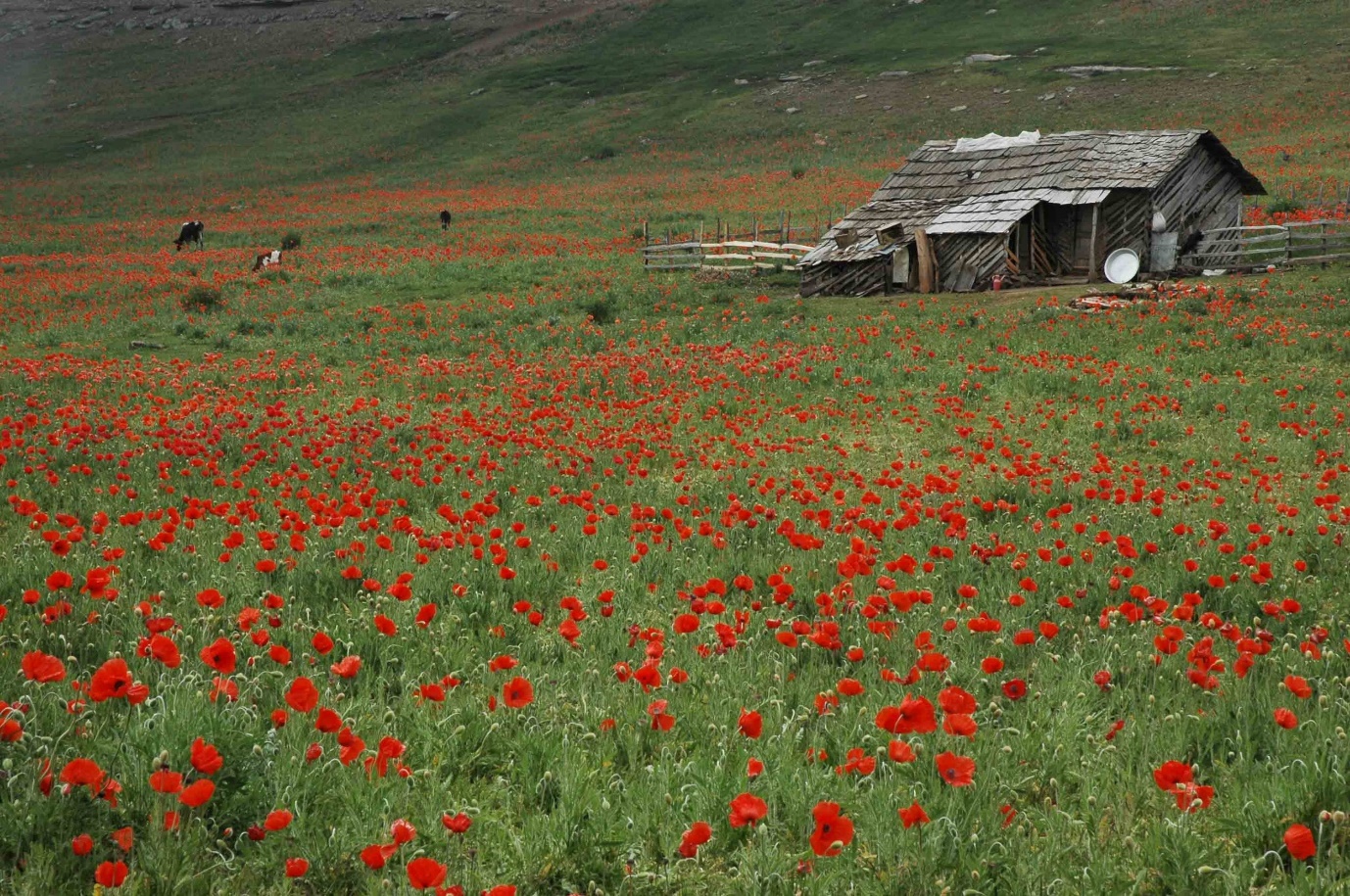 سفر به دشت شقایقهای کالپوش رشت