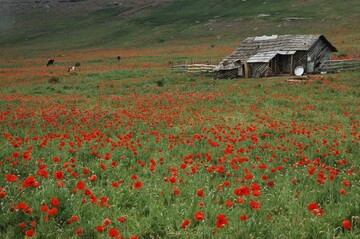 سفر به دشت شقایق‌های کالپوش رشت