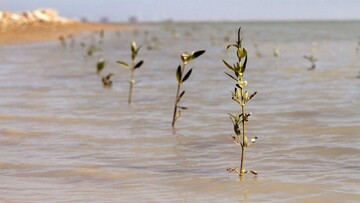 نهال حرا در سواحل شهرستان بندرلنگه کاشته می‌شود