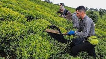 آغاز برداشت برگ سبز چای/خرید تضمینی با مباشرت سازمان چای انجام می‌شود
