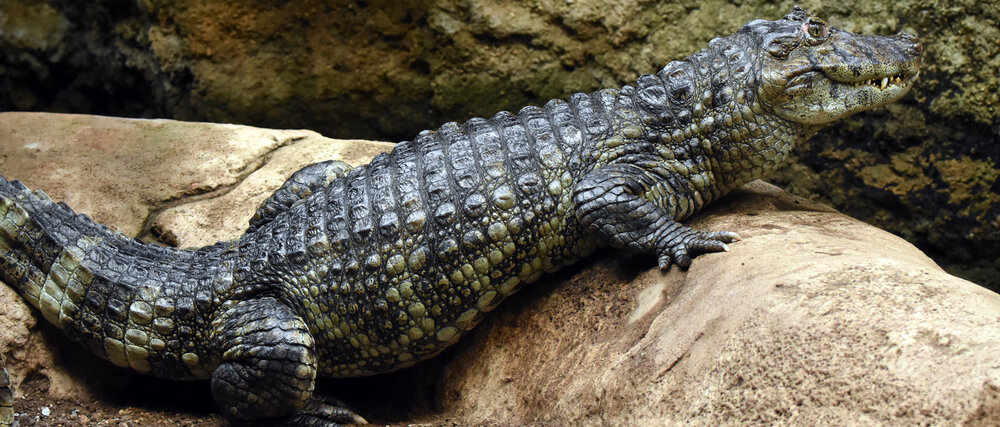 عکس | تمساح کوتوله چگونه از دست همتایان غولپیکر فرار میکند؟