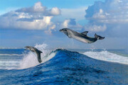 ببینید | تصاویر زیبا از بیرون پریدن یک دلفین از آب در جزیره هنگام
