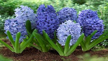 به جای گل سنبل «شیطان بنفش» نخریم!