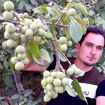 ۳ نوع نهال گردو که رکورد فروش را شکستند!