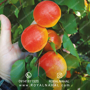 مرکز خرید نهال زردآلوی اصلاح شده