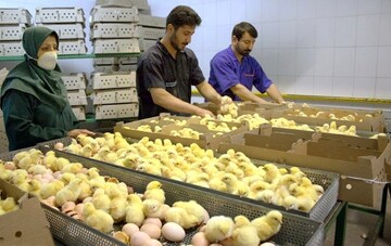 توافق بر سر کاهش قیمت جوجه یکروزه / باید منتظر ارزان شدن مرغ بود؟
