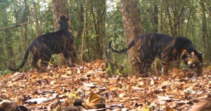 عکس | ببر سیاه، شکارچی استثنایی اتفاقی به دام دوربین افتاد