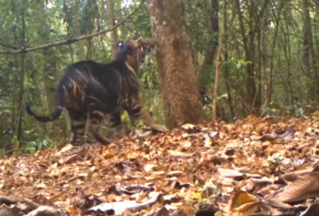 عکس | ببر سیاه، شکارچی استثنایی اتفاقی به دام دوربین افتاد
