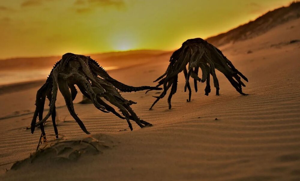 وحشت مردم از صف کشیدن موجوداتی عجیب در ساحل / عکس