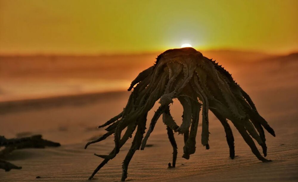 وحشت مردم از صف کشیدن موجوداتی عجیب در ساحل / عکس