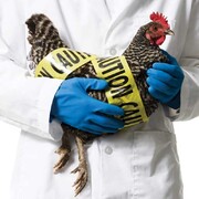واکنش سازمان دامپزشکی به شیوع آنفلوآنزای فوق حاد پرندگان
