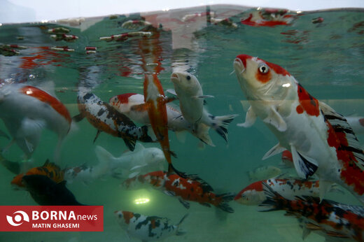 اقیانوس پارک تهران