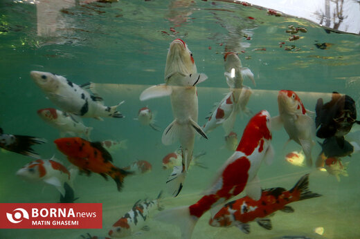 اقیانوس پارک تهران