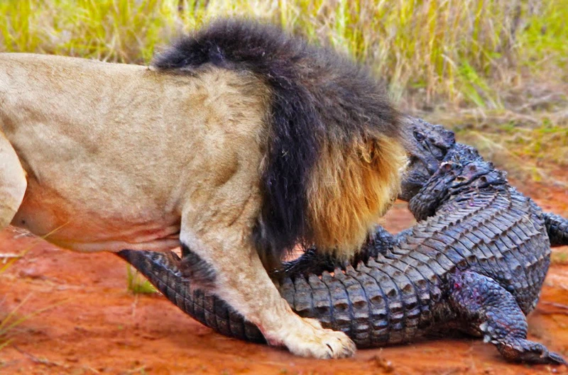 حمله عجیب شیرها به تمساح‌ عظیم‌الجثه