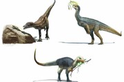 غذای مورد علاقه دایناسورها پیدا شد