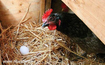 ابلاغ جدیدترین نرخ تخم‌مرغ از سوی اتحادیه مرغداران 