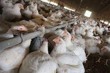 چرا بازار آشفته مرغ، قصد آرامش ندارد؟ چرا بازار آشفته مرغ، قصد آرامش ندارد؟