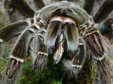 عکس |‌ این عنکبوت غول‌پیکر، بزرگترین از گونه خود است!