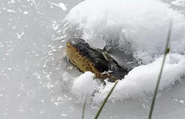تقلای کروکدیل بی‌نوا برای زنده ماندن در دریاچه یخ‌زده / عکس