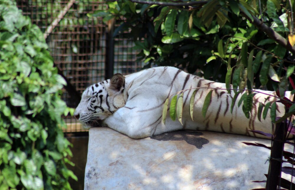 عکس | واکنش عجیب ببری که بعد از 5 سال نگهبان باغوحش را میبیند!