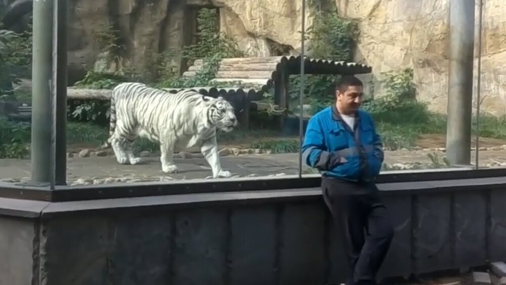 5784837 - عکس | واکنش عجیب ببری که بعد از 5 سال نگهبان باغ‌وحش را می‌بیند!