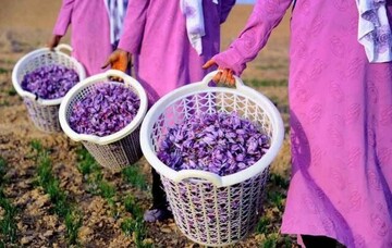 درخواست وزارت صمت در خصوص حذف عوارض صادراتی زعفران