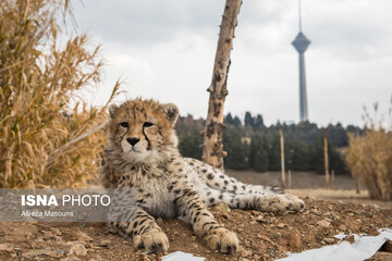 ۸ ماهگی پیروز؛ یوزپلنگ ایرانی