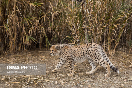 آخرین وضعیت «آذر و توران» توله یوزهای پاییزی در ۶ هفتگی آخرین وضعیت «آذر و توران» توله یوزهای پاییزی در ۶ هفتگی