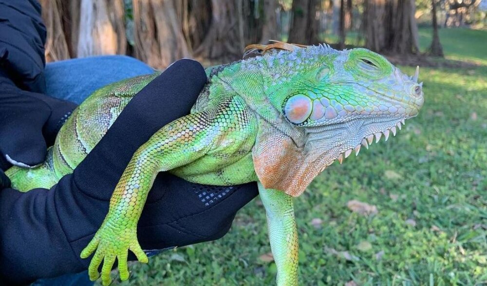 رویداد عجیب سقوط مارمولک‌های بزرگ منجمد از درخت / عکس