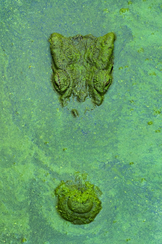 عکس | بازگشت کمیابترین تمساح دنیا به حیاتوحش