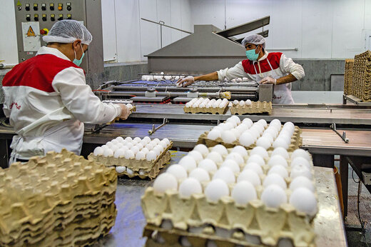 قیمت مرغ و تخم مرغ پایان سال ۱۴۰۱ رشد نمی کند!