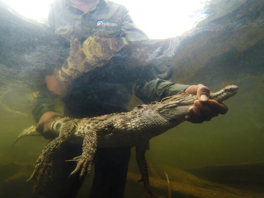 عکس |‌ بازگشت کمیاب‌ترین تمساح دنیا به حیات‌وحش