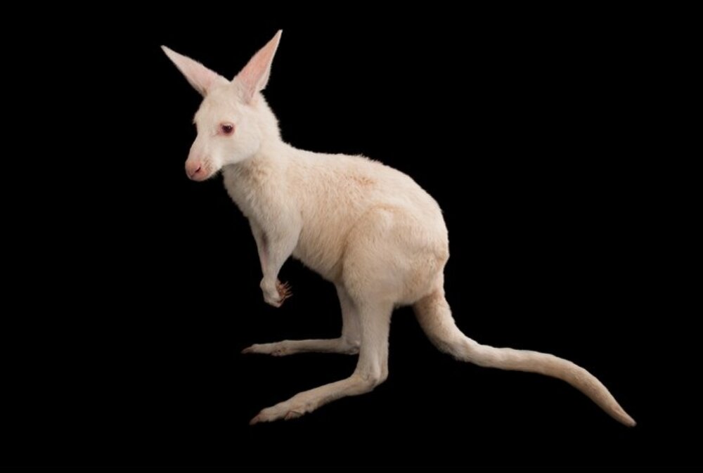 عکس | آلبینیسم در حیاتوحش؛ چهره رنگپریده این حیوانات حیرتآور است!