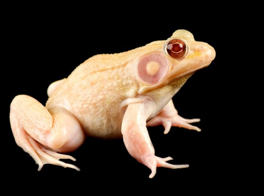 عکس | آلبینیسم در حیاتوحش؛ چهره رنگپریده این حیوانات حیرتآور است!