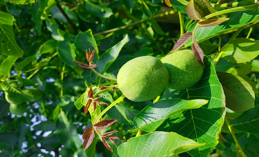 باردهی ۳۰۰ کیلویی درخت گردو چندلر پیوندی رکورد باردهی را زد!