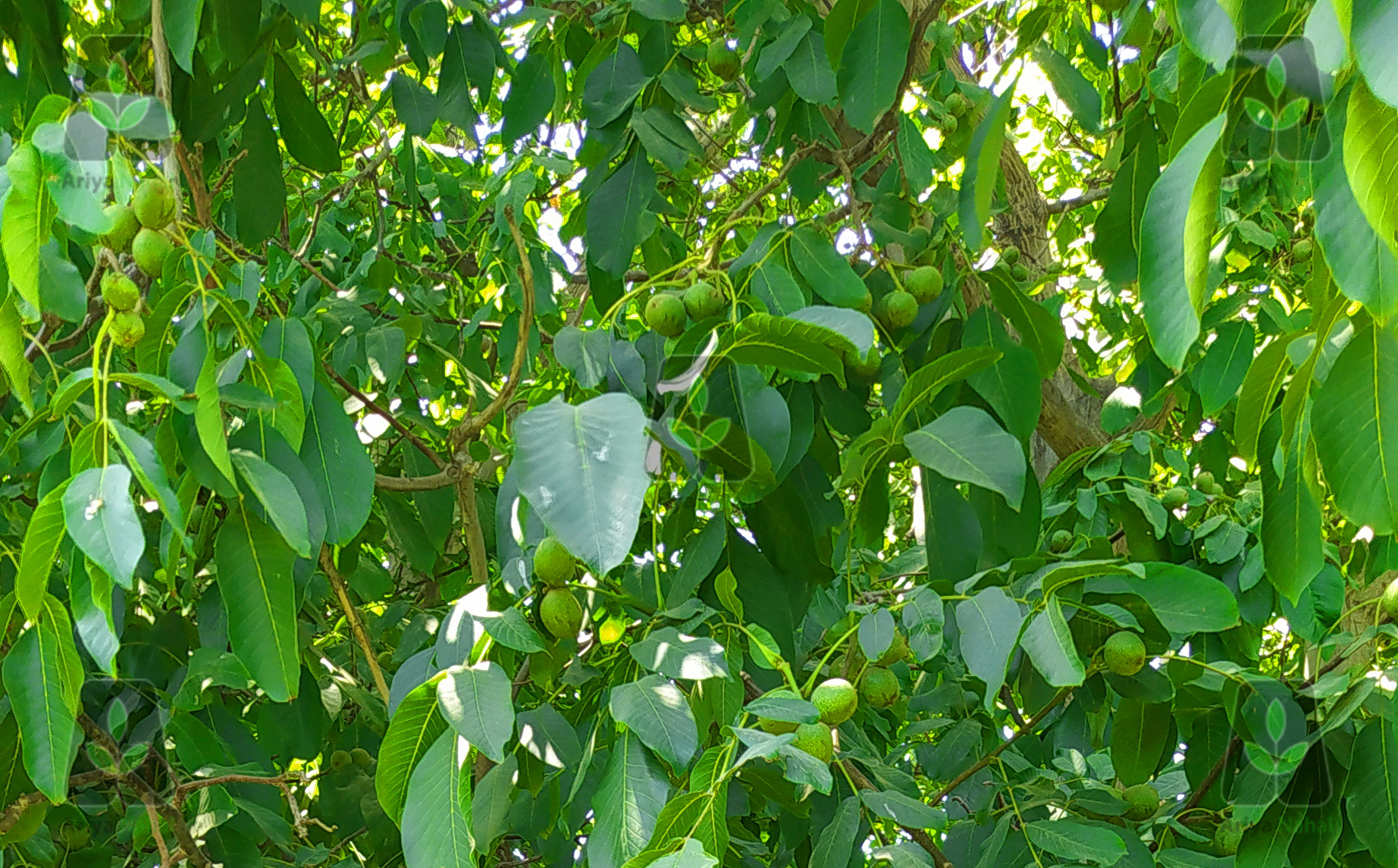 باردهی ۳۰۰ کیلویی درخت گردو چندلر پیوندی رکورد باردهی را زد!