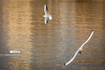 تصاویر | مهمانان زیبا در آسمان تهران