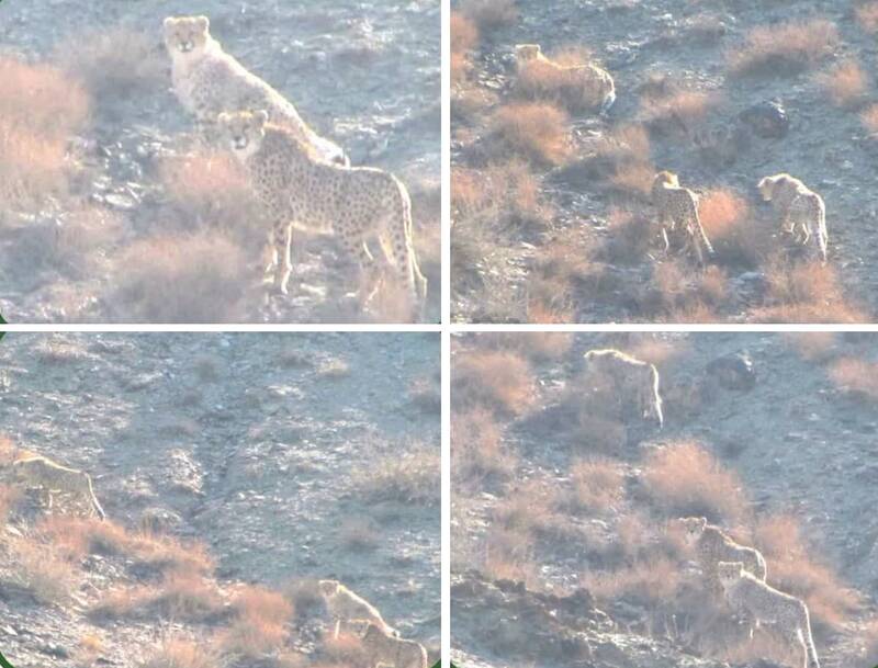 تصاویری زیبا از «هلیا» یوزپلنگ ماده و توله‌هایش/عکس