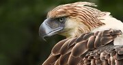 غول‌پیکرترین عقاب جهان که شکارش ۱۲ سال حبس دارد!/ عکس