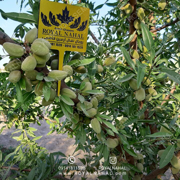 ارقام تجاری نهال بادام دیرگل