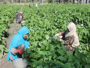 آغاز برداشت لوبیا سبز از زمین‌های کشاورزی میناب