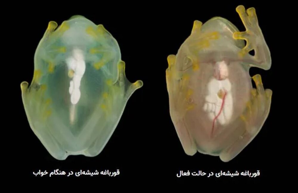 کبد این موجود ظریف یک ویژگی استثنایی دارد/ عکس