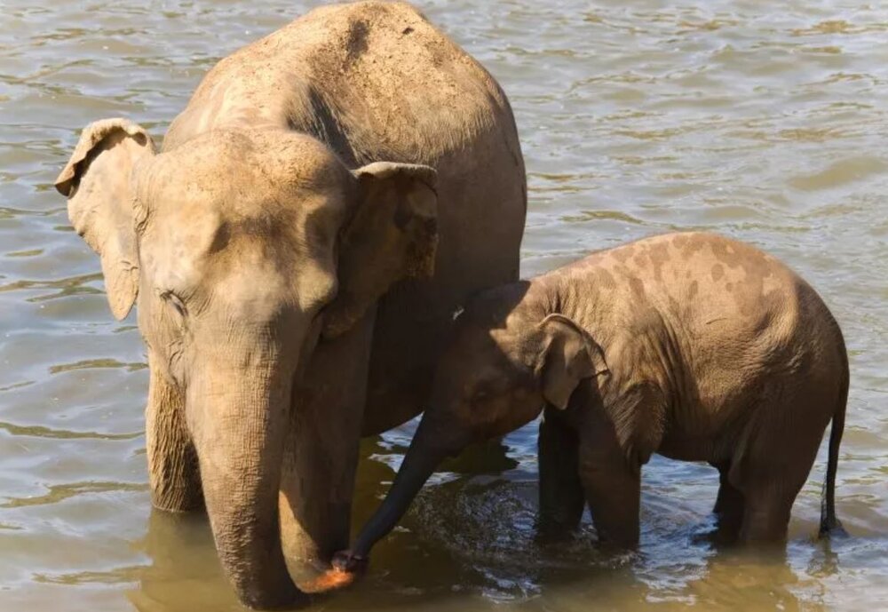 بازگشت موجود غولپیکر باستانی با علم ژنتیک/ عکس