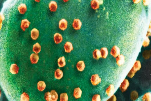 کشف شفگت‌انگیز اولین موجودی که ویروس می‌خورد
